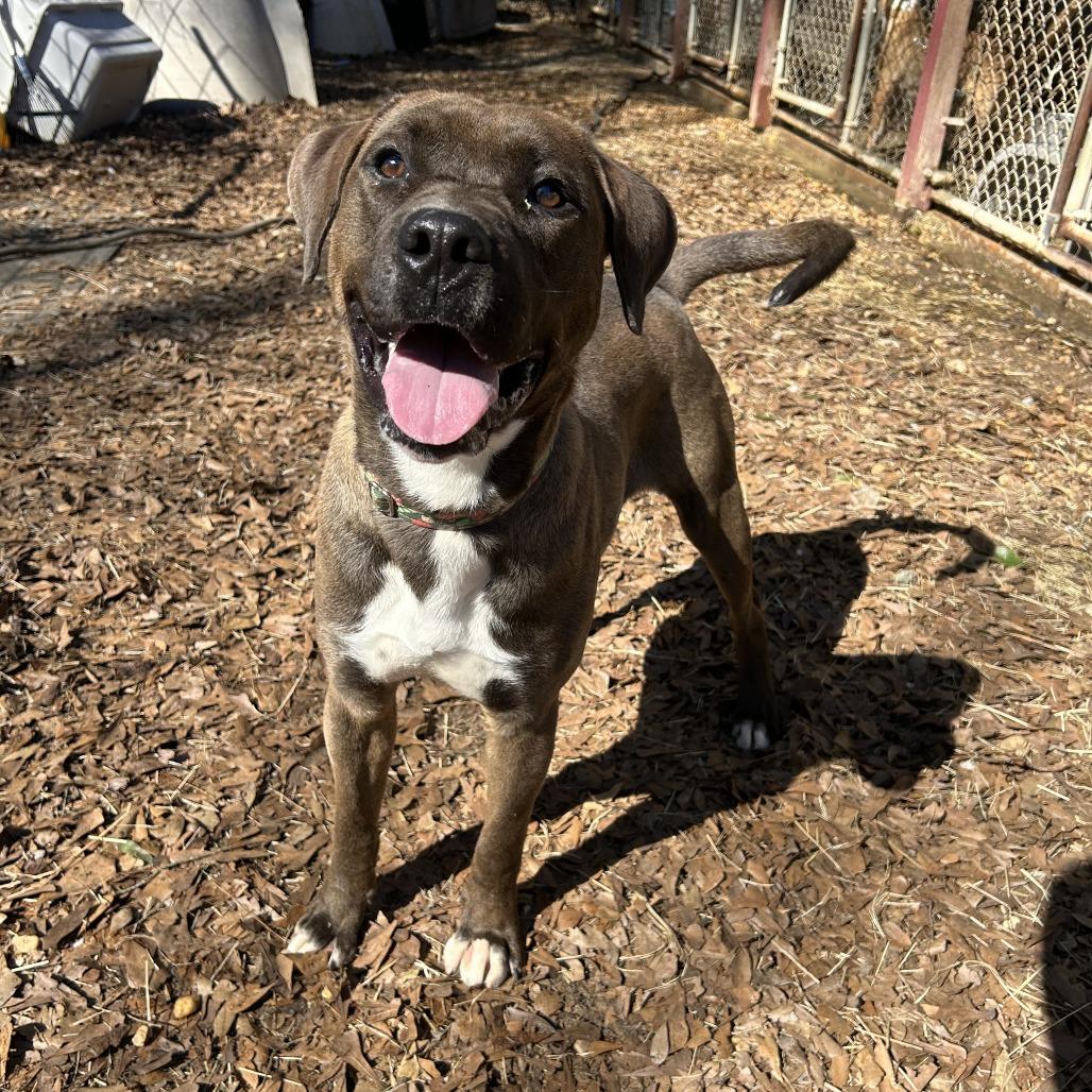 Enlarge Mammoth, a Adoptable mixed breed in Enterprise, AL image 2/2