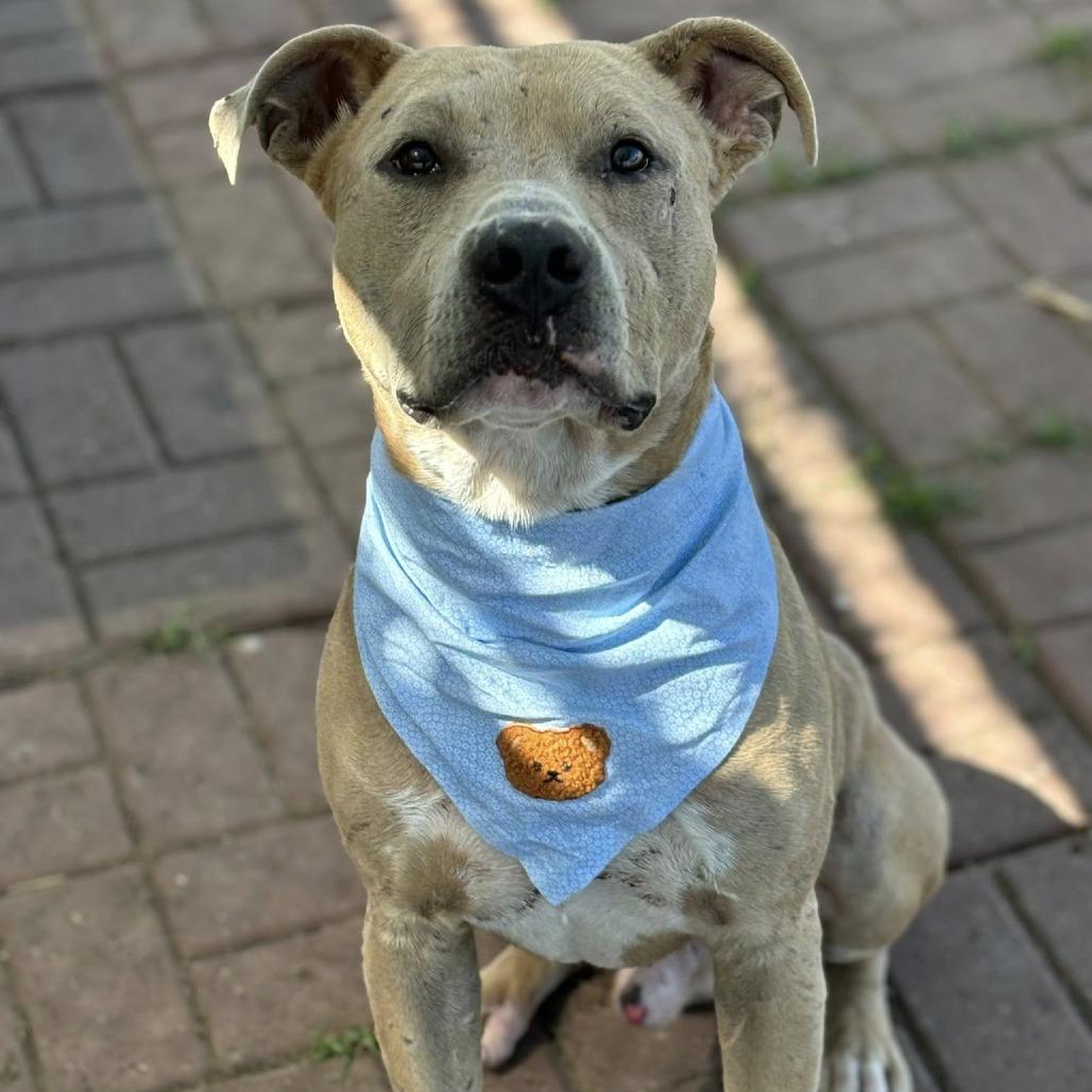 Hudson (Clark), Adoptable, Adult Male American Staffordshire Terrier.