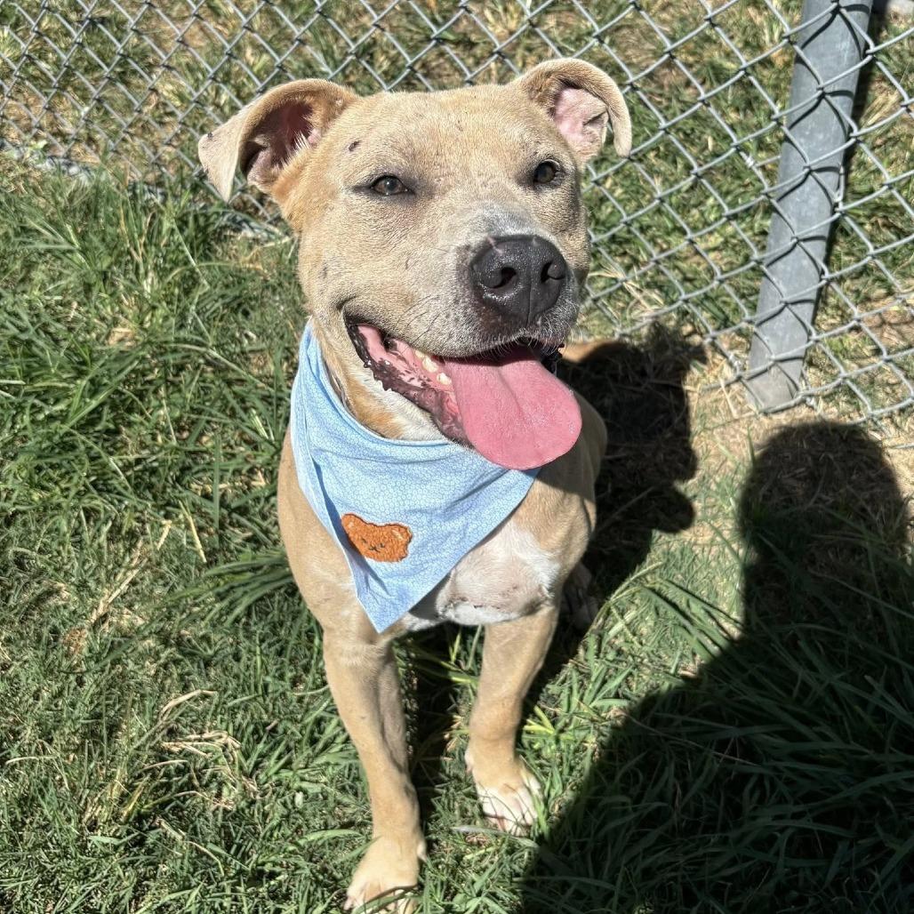 Enlarge Hudson (Clark), a Adoptable American Staffordshire Terrier in Pittsburgh, PA image 2/5