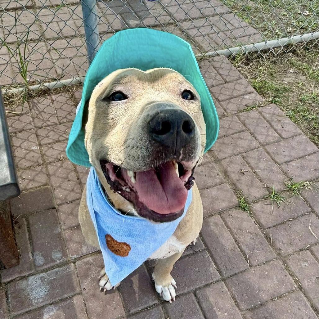 Enlarge Hudson (Clark), a Adoptable American Staffordshire Terrier in Pittsburgh, PA image 3/5