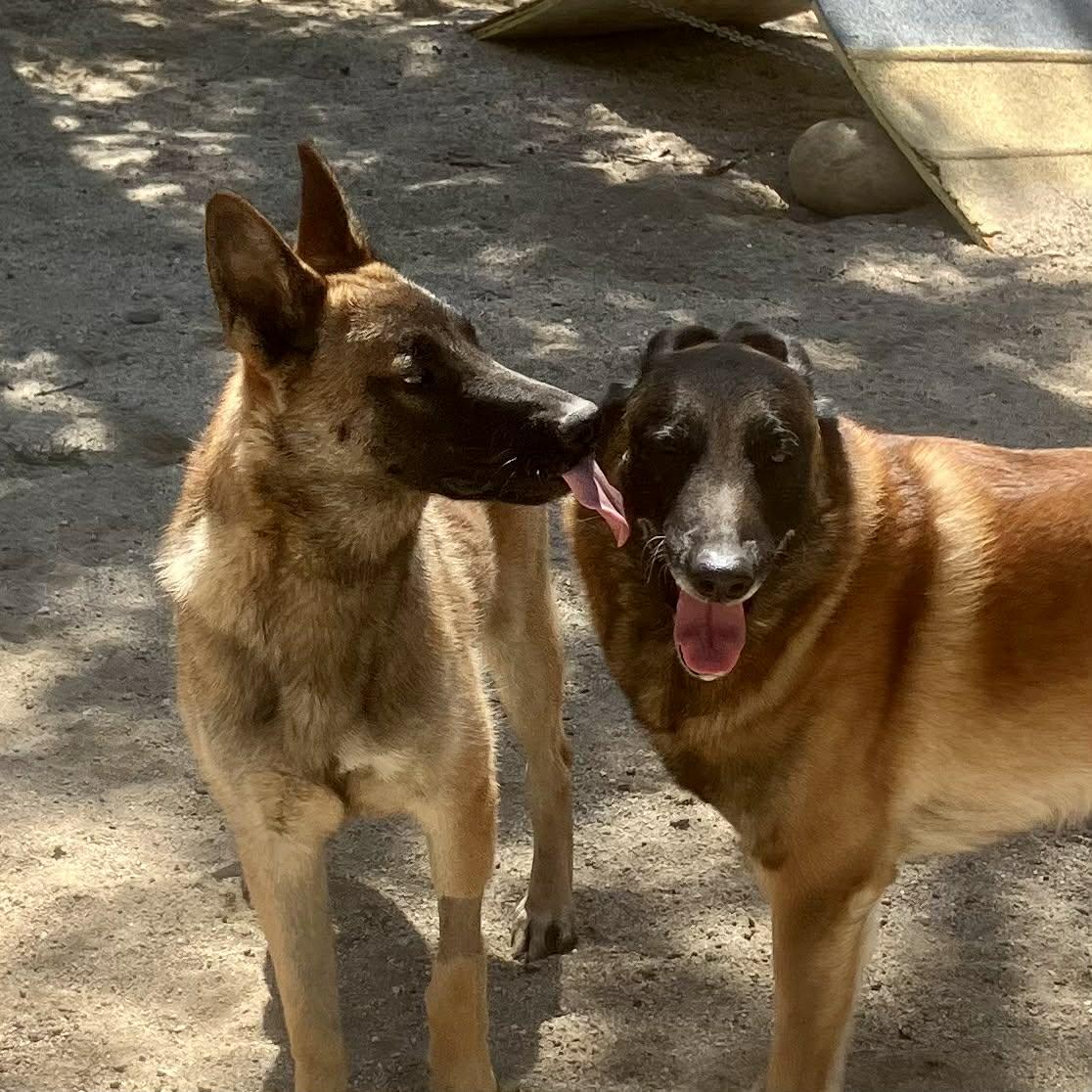Neville, Adoptable, Young Male Belgian Shepherd / Malinois.