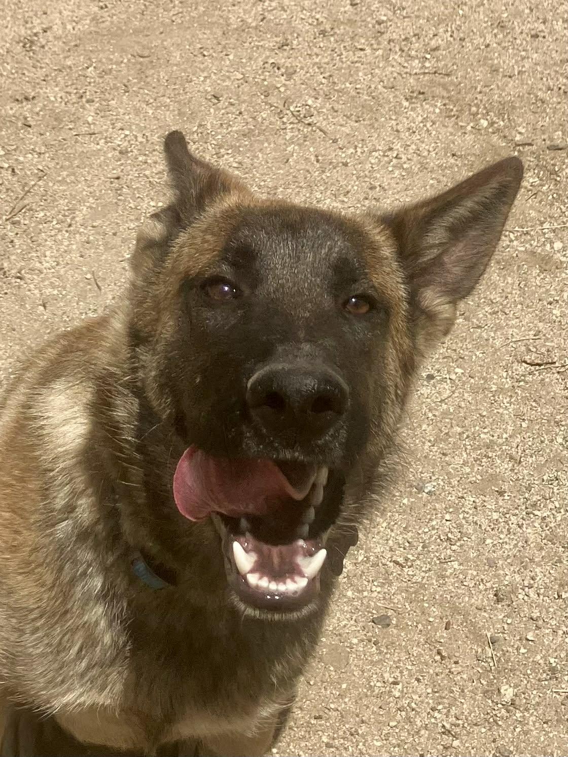 Neville, a Adoptable Belgian Shepherd / Malinois in Vancouver, WA image 2/6