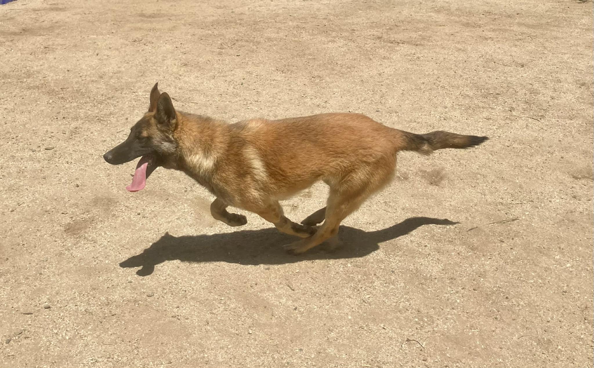 Neville, a Adoptable Belgian Shepherd / Malinois in Vancouver, WA image 3/6