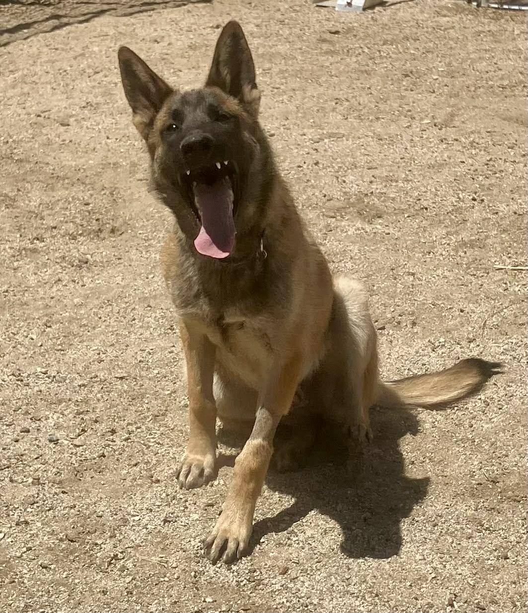 Neville, a Adoptable Belgian Shepherd / Malinois in Vancouver, WA image 4/6