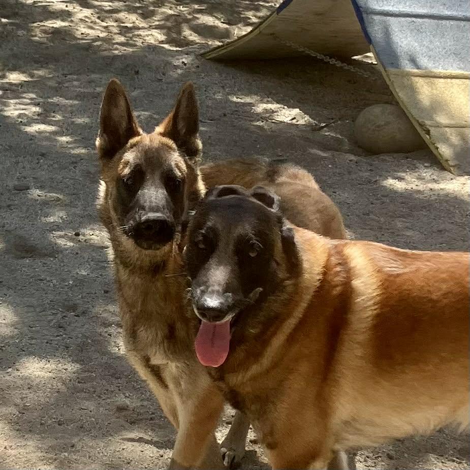 Neville, a Adoptable Belgian Shepherd / Malinois in Vancouver, WA image 5/6