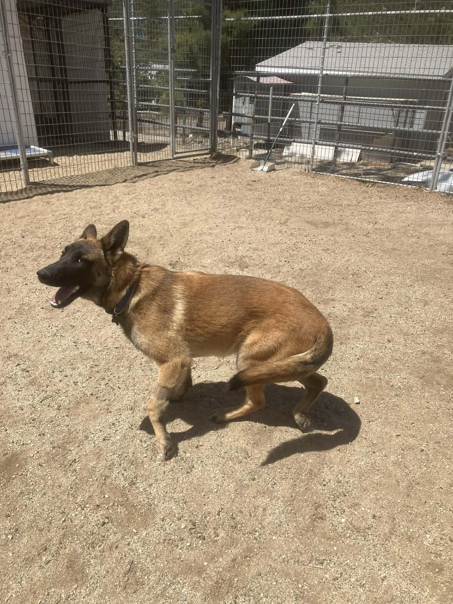 Neville, a Adoptable Belgian Shepherd / Malinois in Vancouver, WA image 6/6