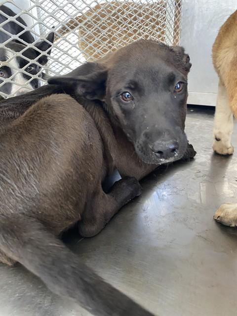Enlarge Dragon - URGENT, a ADOPTABLE mixed breed in Thousand Oaks, CA image 1/1