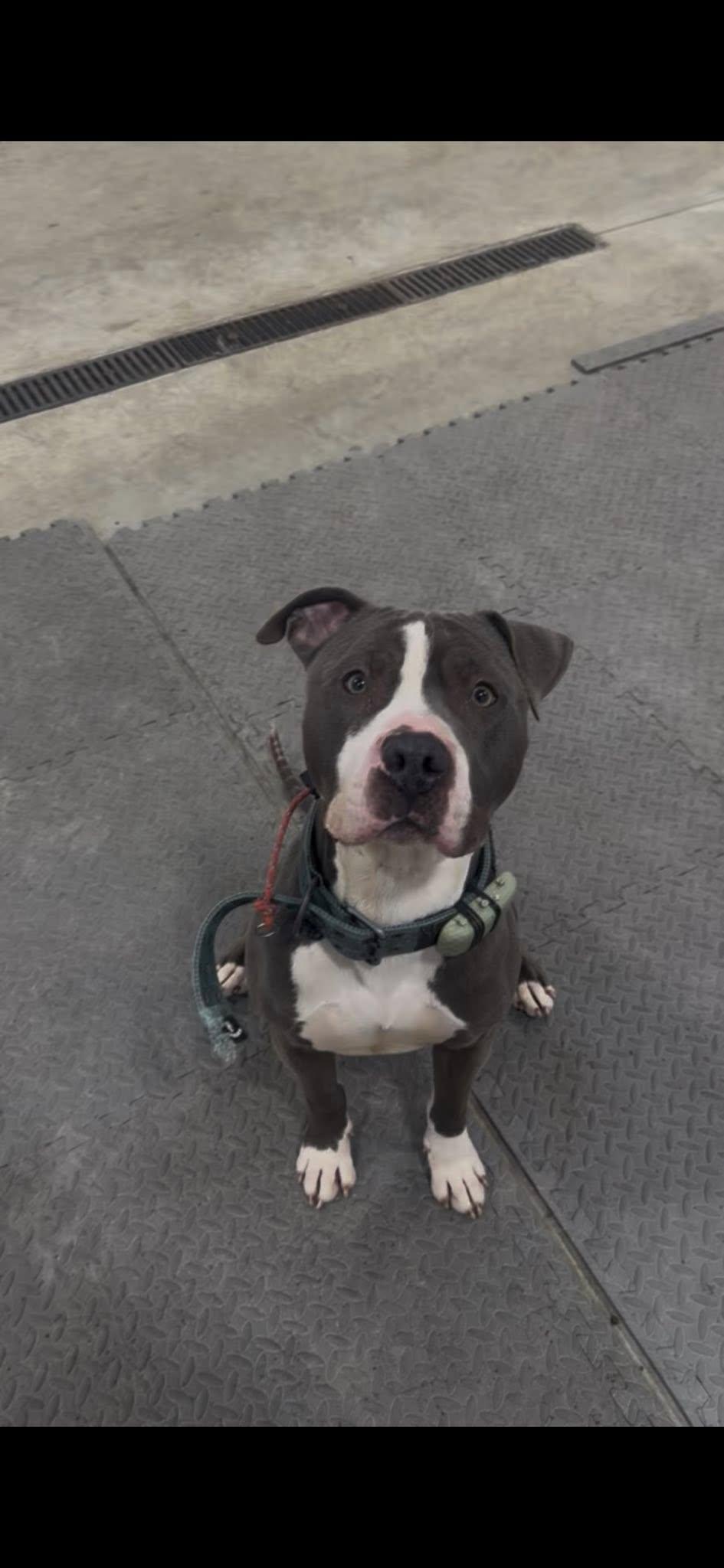 Enlarge Kai, a ADOPTABLE Pit Bull Terrier in Ossining, NY image 1/1