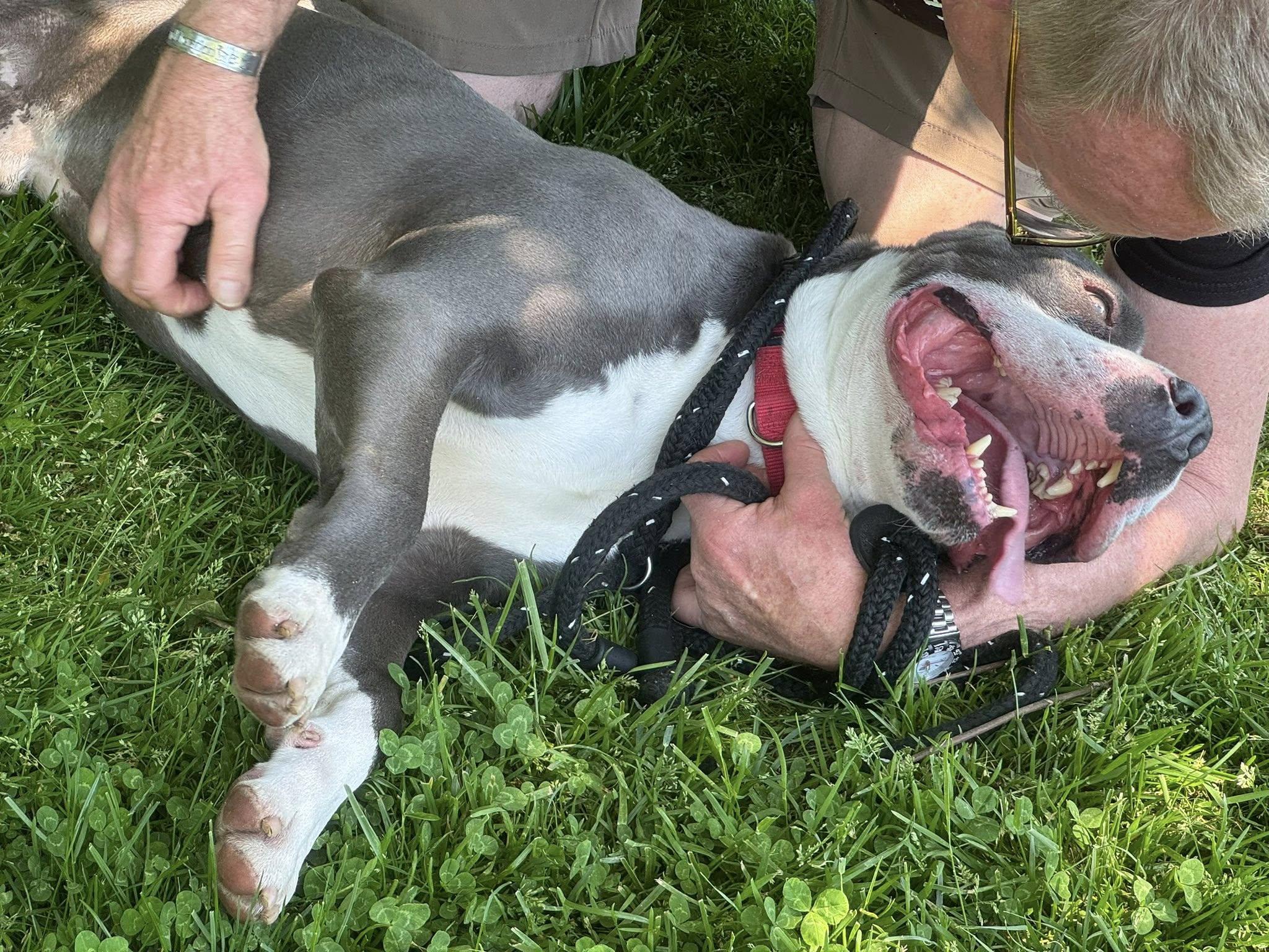 Enlarge Kai, a ADOPTABLE Pit Bull Terrier in Ossining, NY image 5/5