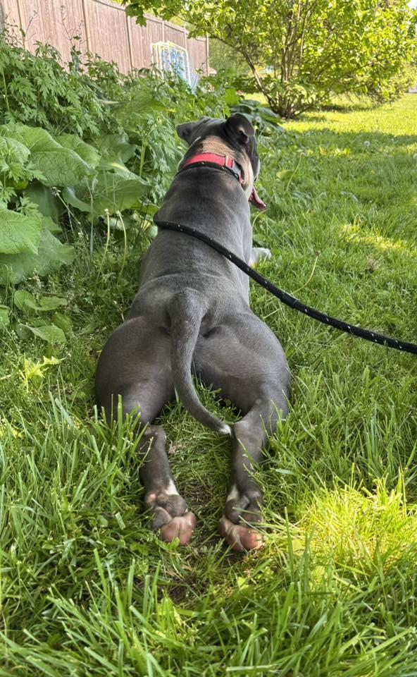 Enlarge Kai, a ADOPTABLE Pit Bull Terrier in Ossining, NY image 4/5