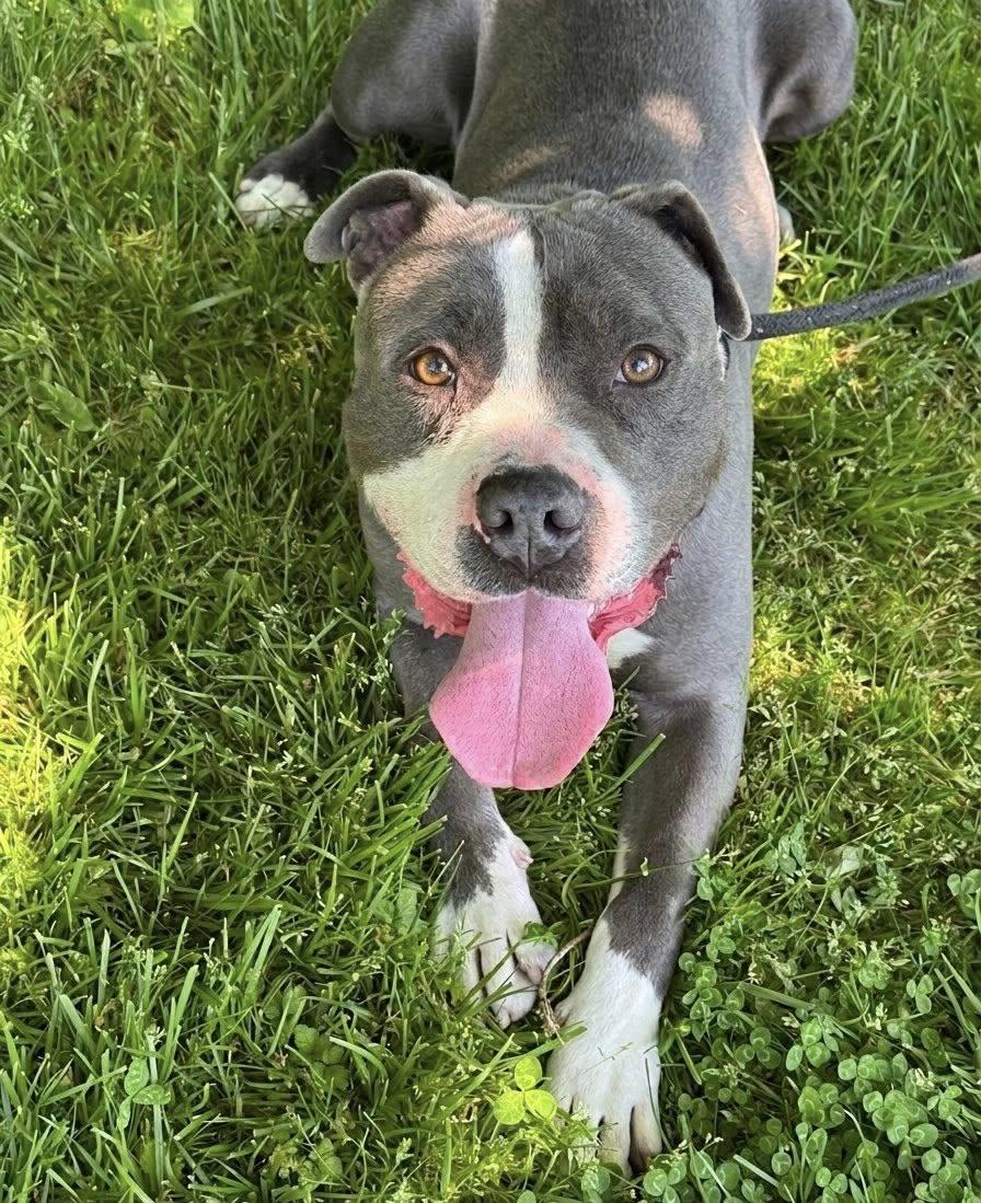 Enlarge Kai, a ADOPTABLE Pit Bull Terrier in Ossining, NY image 3/5