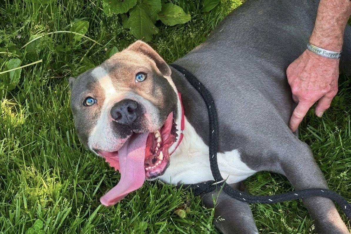 Enlarge Kai, a ADOPTABLE Pit Bull Terrier in Ossining, NY image 2/5
