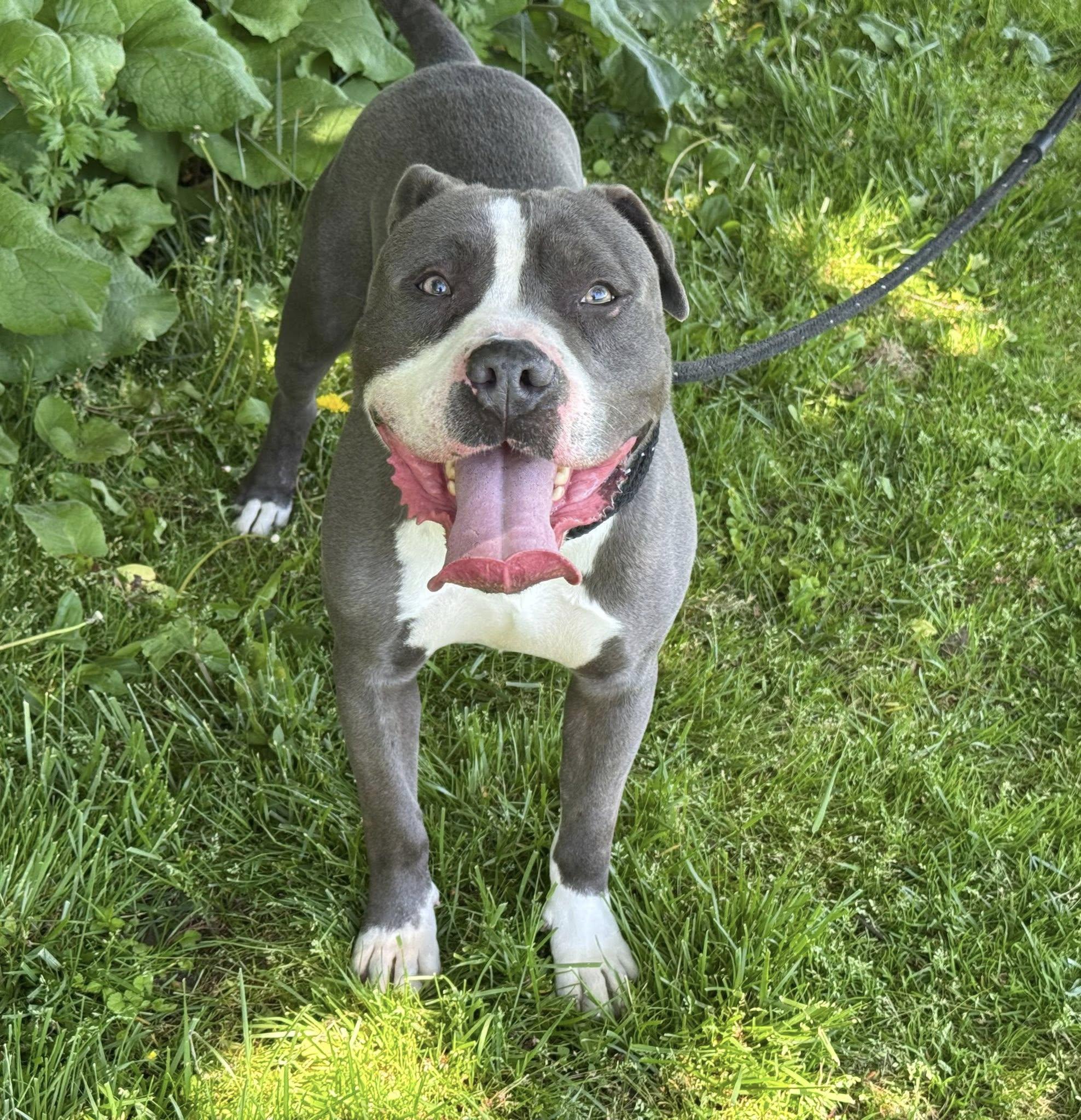 Kai, ADOPTABLE, Adult Male Pit Bull Terrier.
