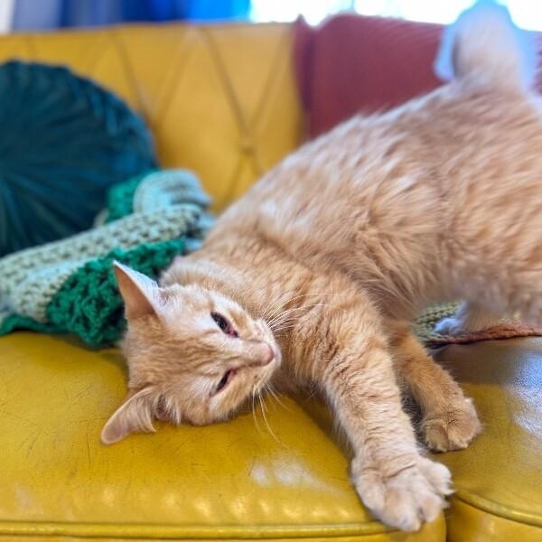 Stevie Wonderful — thumbnail 2