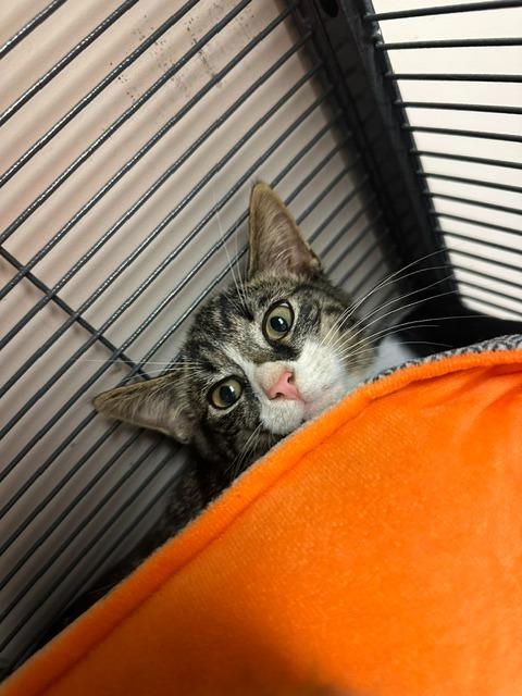 Timber, Adopted, Kitten Male Domestic Short Hair.