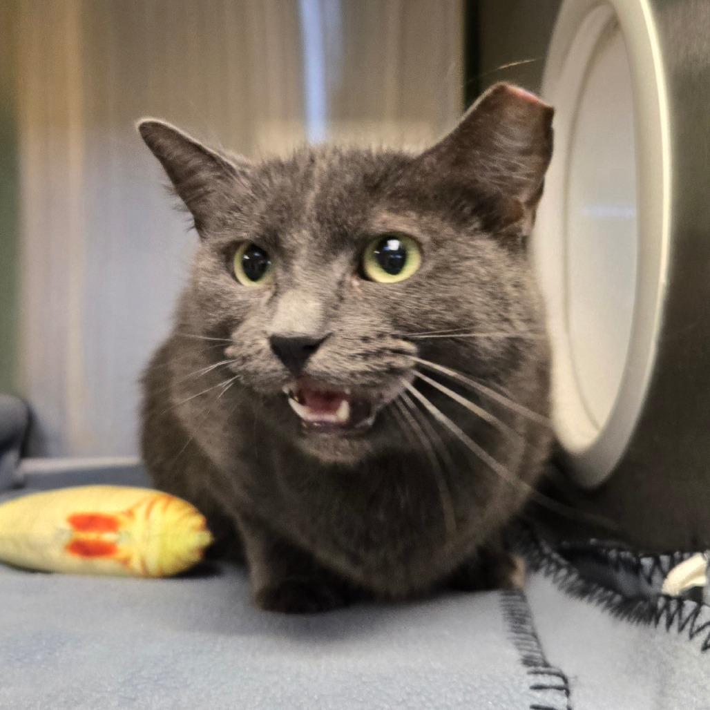 Enlarge Mum, a Adoptable Domestic Short Hair in Waukesha, WI image 1/1