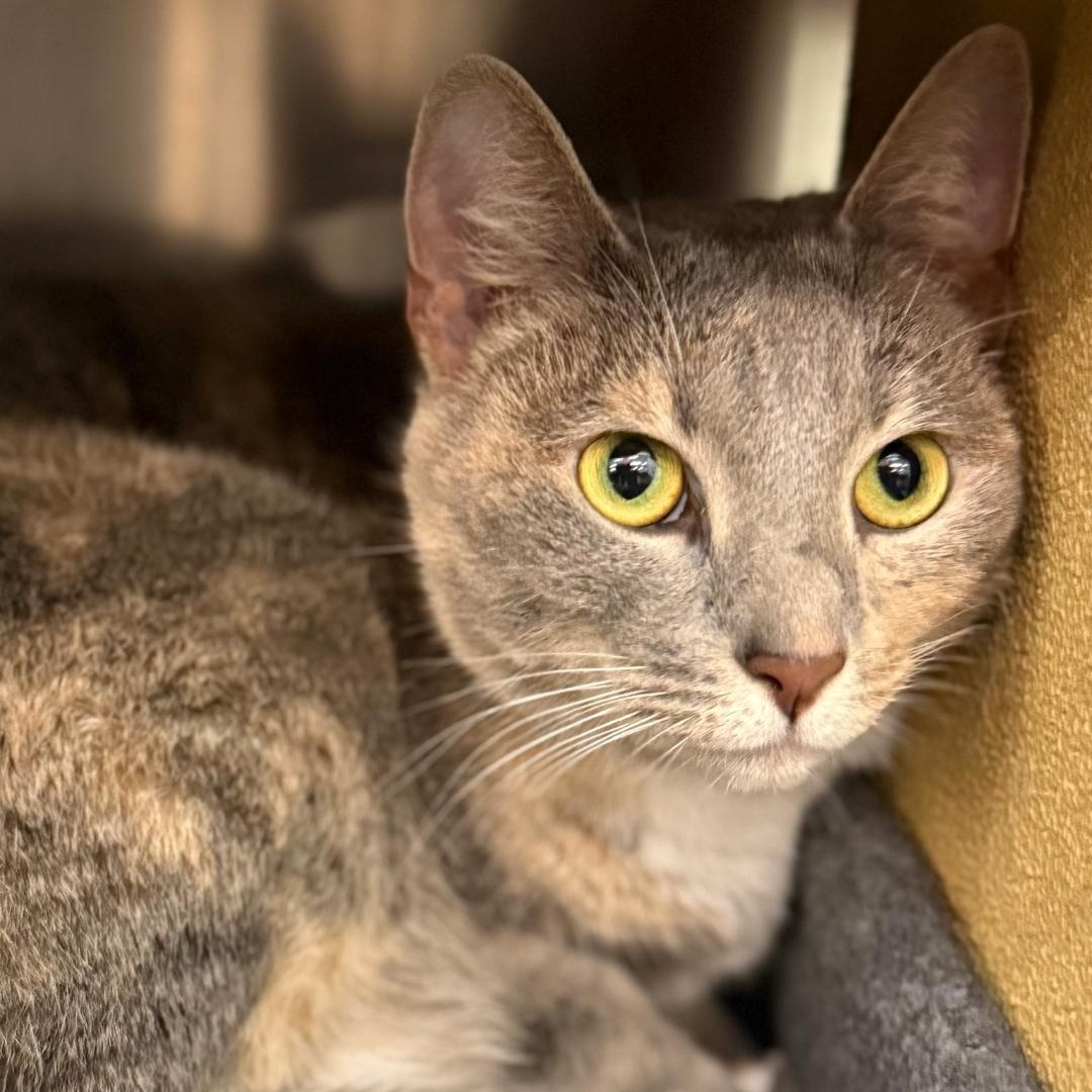 Trixie, Adoptable, Adult Female Domestic Short Hair.