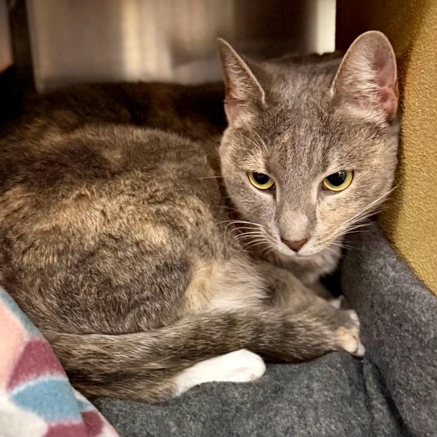 Enlarge Trixie, a Adoptable Domestic Short Hair in Gastonia, NC image 2/2
