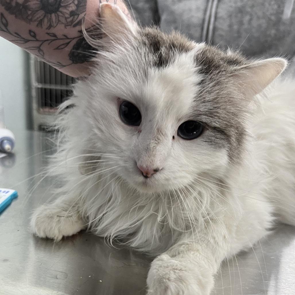 Winton, Adoptable, Adult Male Domestic Long Hair.