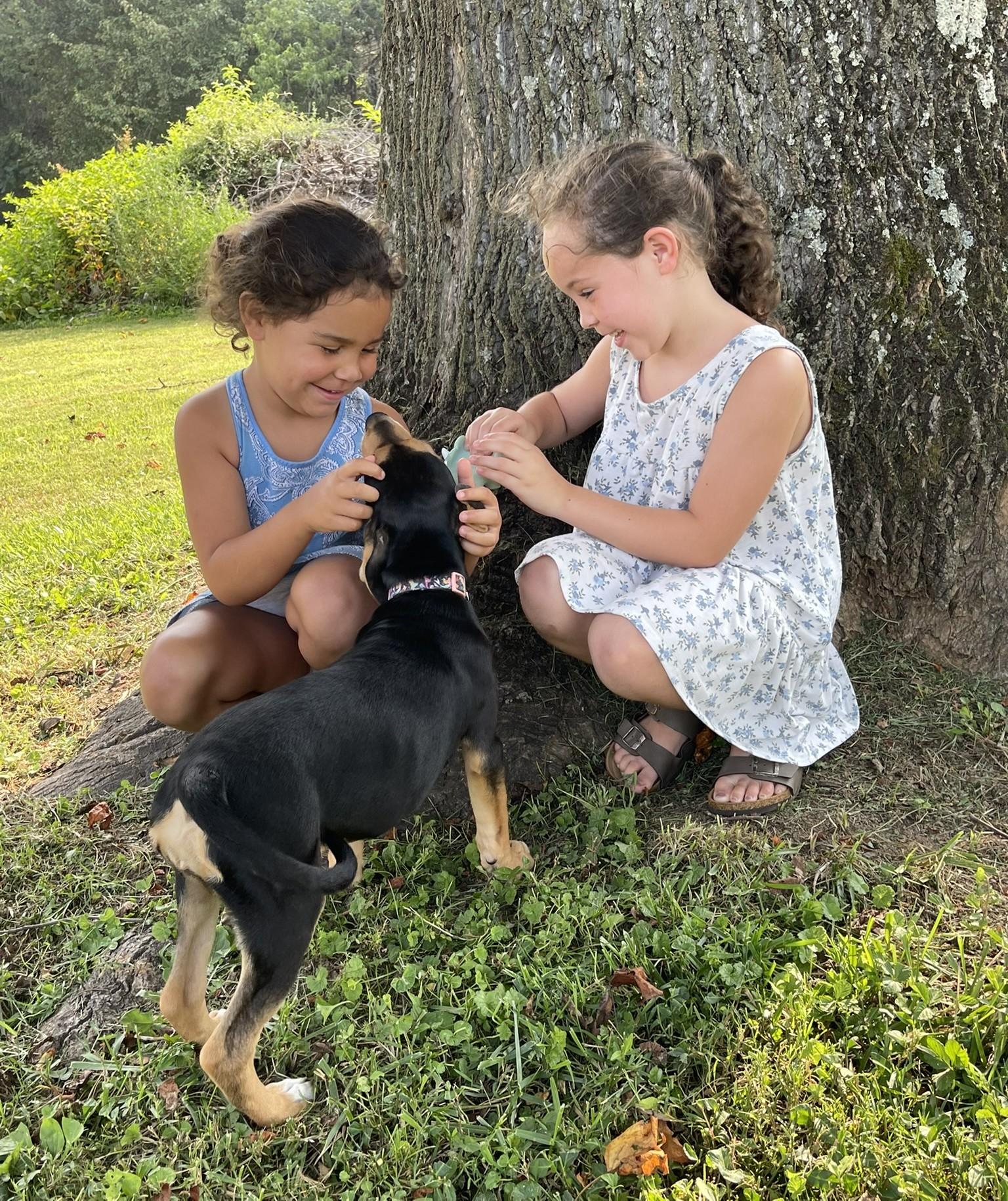 Cedar, an adopted mixed breed in Culpeper, VA image 3/6