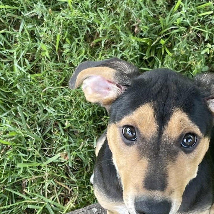 Cedar, adopted, Puppy Female Hound & Shepherd.