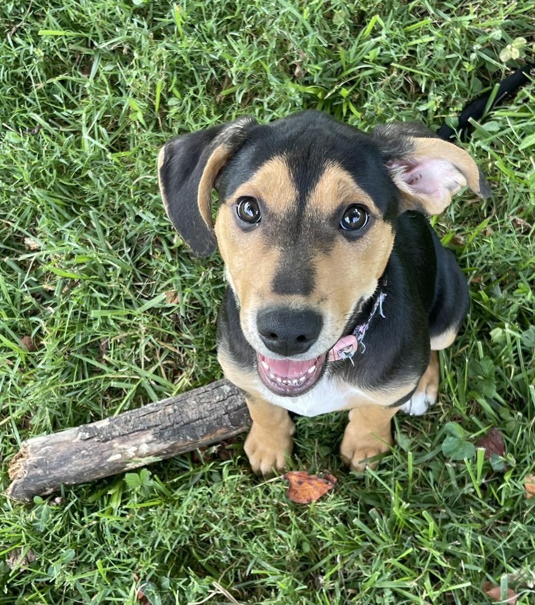 Cedar, an adopted mixed breed in Culpeper, VA image 6/6