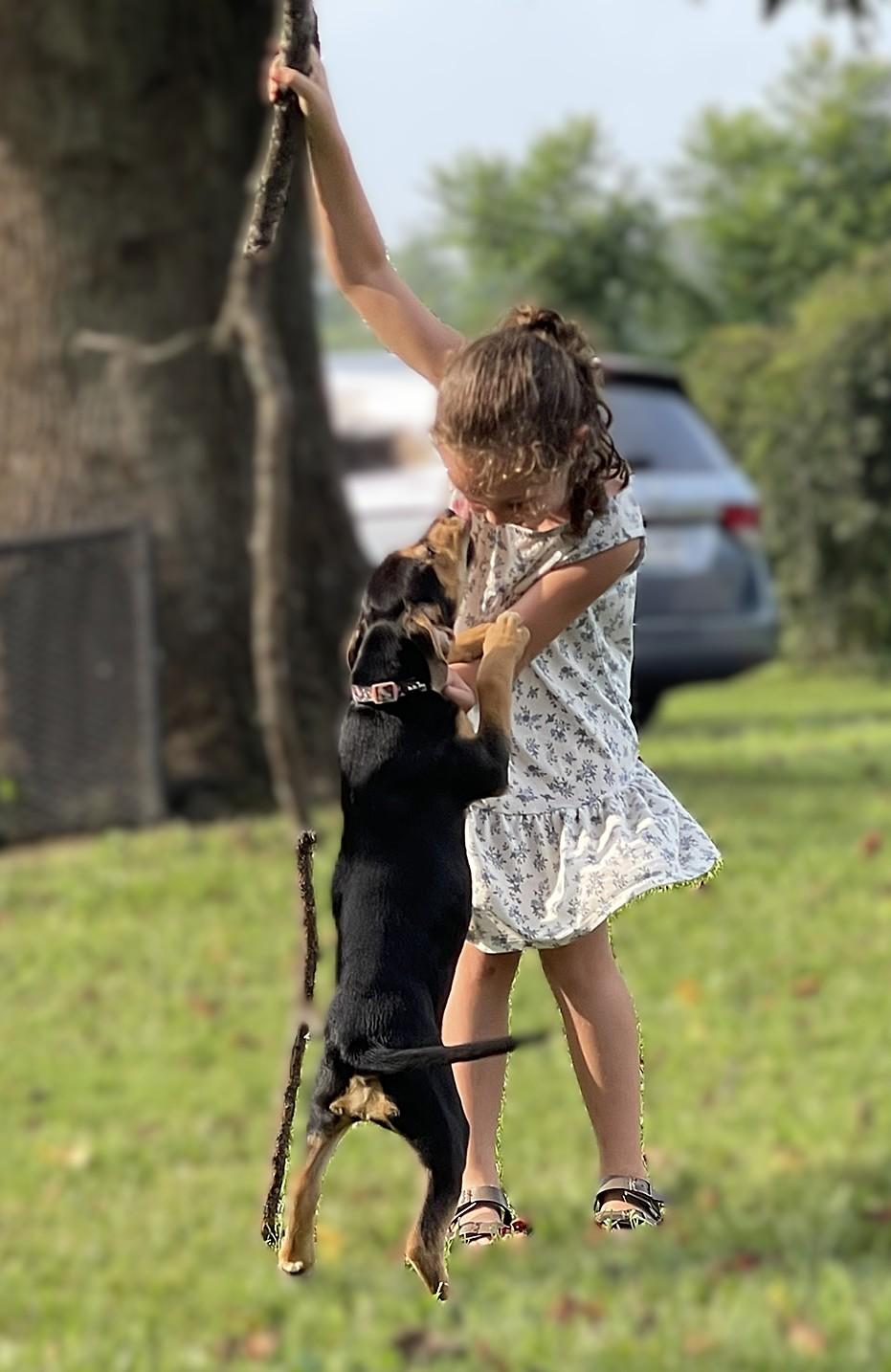 Cedar, an adopted mixed breed in Culpeper, VA image 2/6