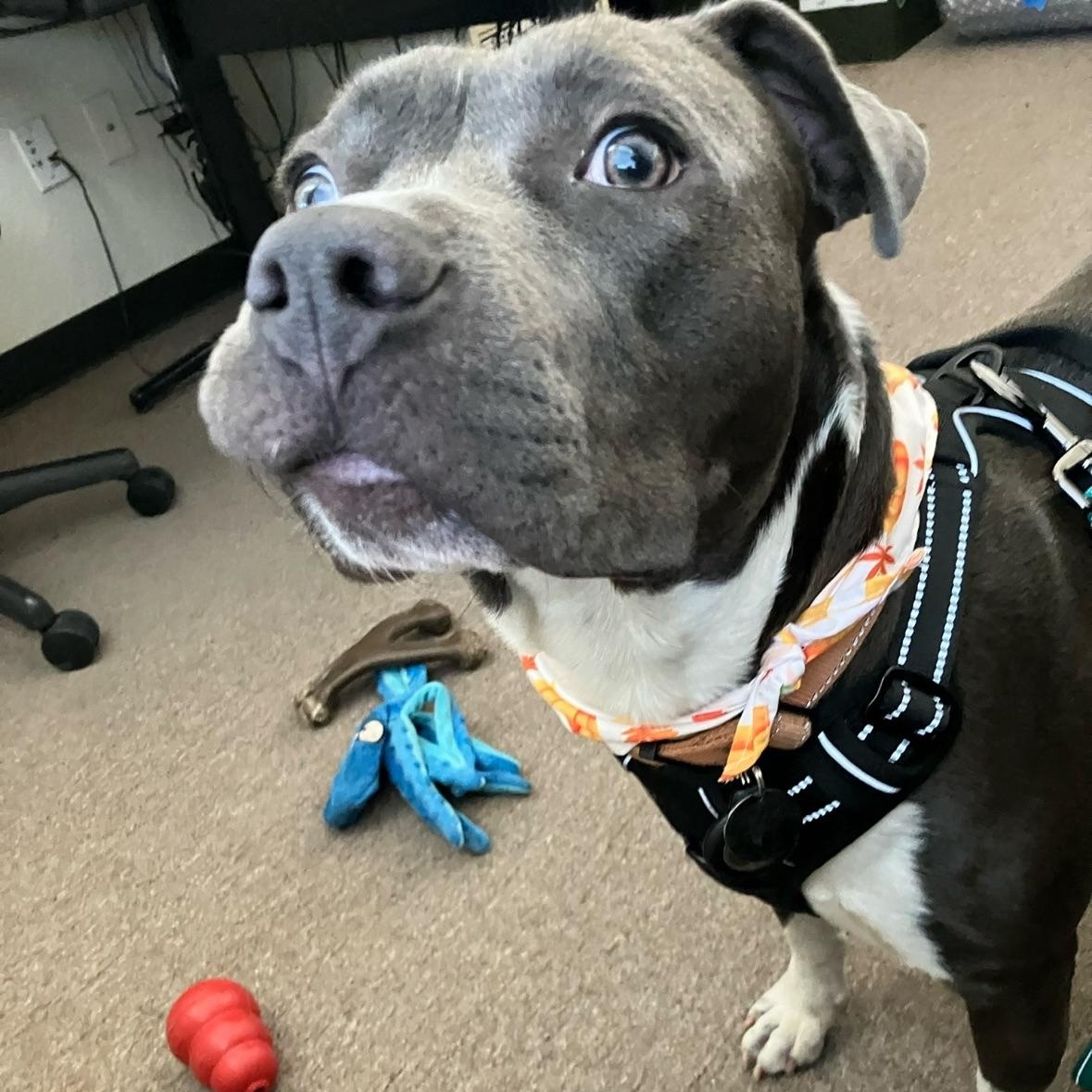 Enlarge Twitch, a Adoptable mixed breed in Portland, OR image 2/5