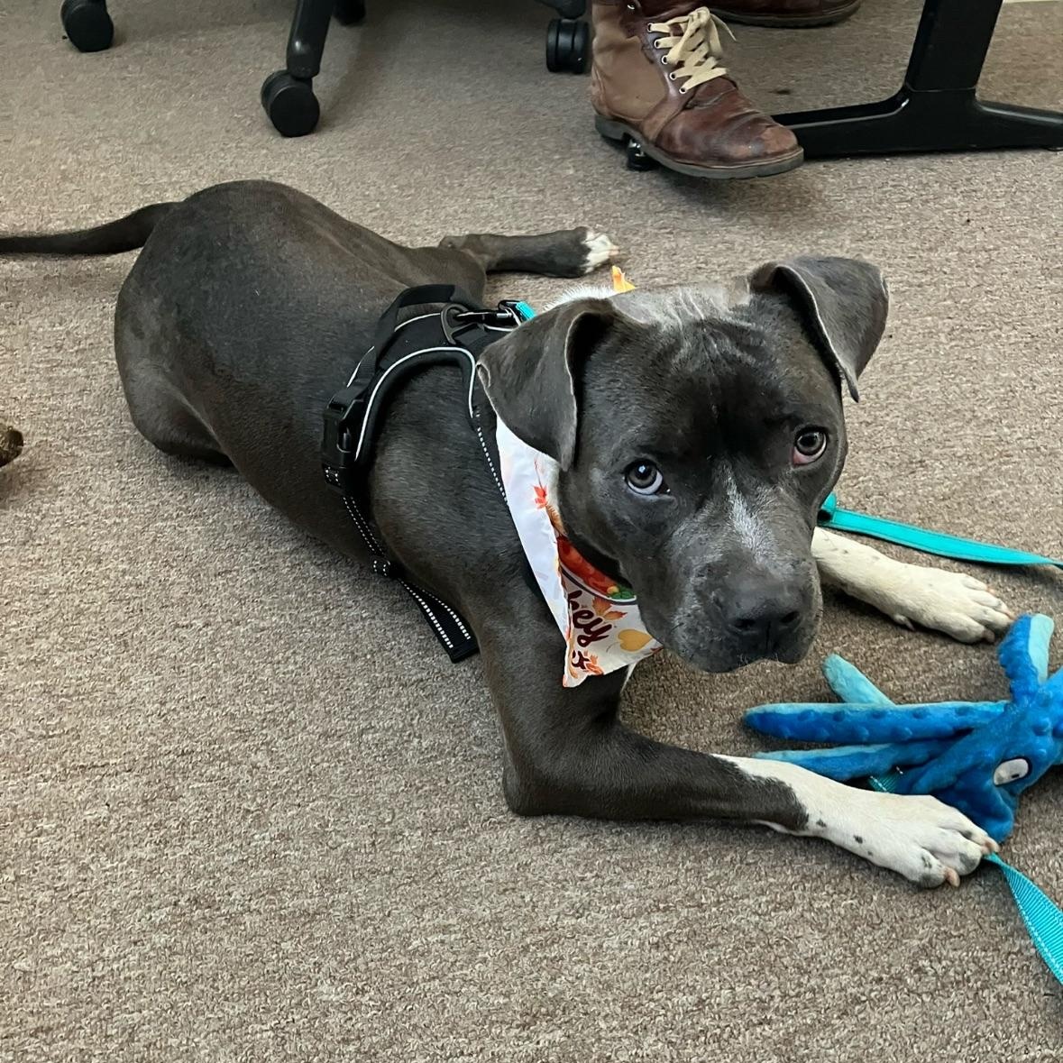 Enlarge Twitch, a Adoptable mixed breed in Portland, OR image 4/5