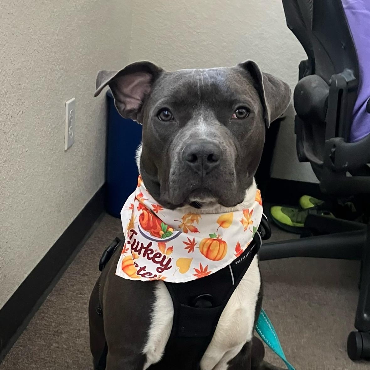 Enlarge Twitch, a Adoptable mixed breed in Portland, OR image 1/5