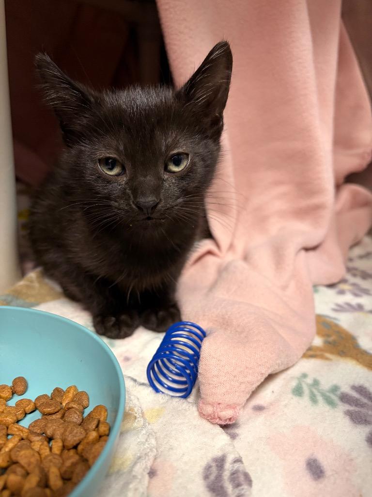 Honey Crisp, Adoptable, Kitten Female Domestic Short Hair.