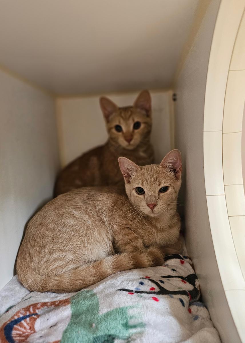 Harry & Maya (Bonded Pair)