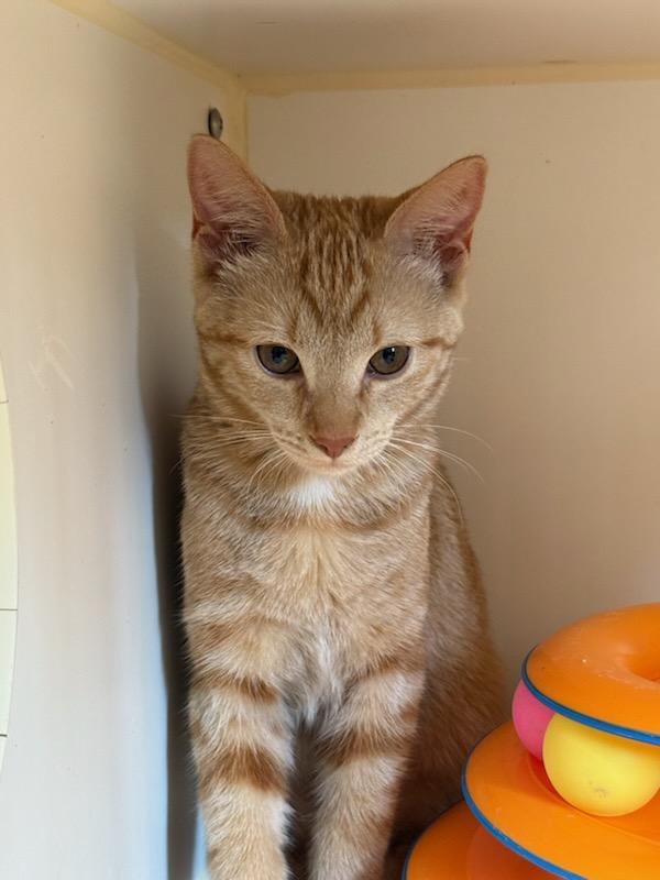 Harry & Maya (Bonded Pair), Young Male unknown
