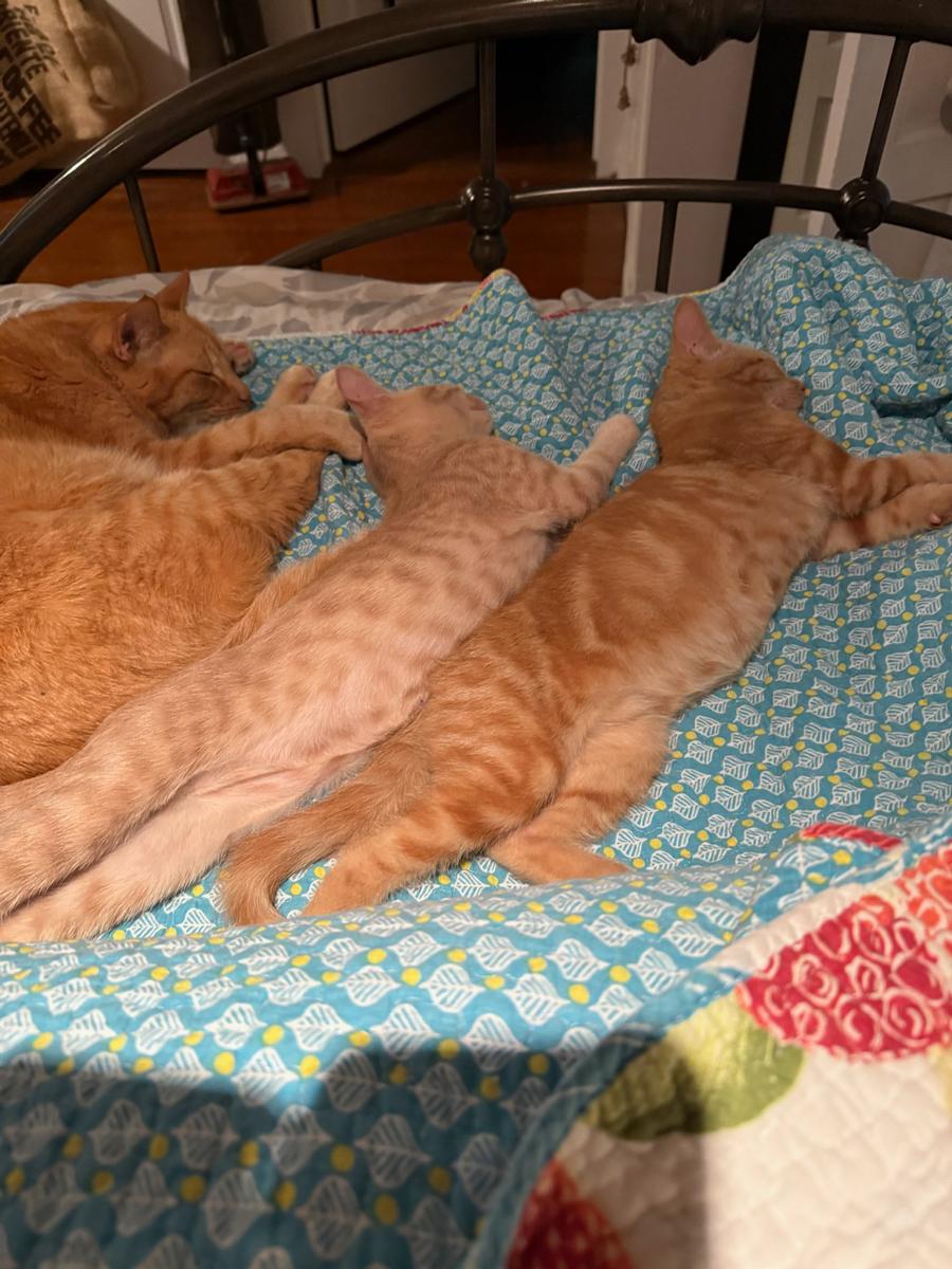 Harry & Maya (Bonded Pair) photo 5