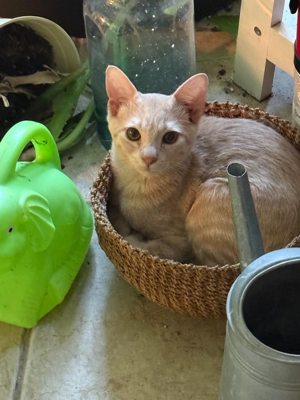 Harry & Maya (Bonded Pair)