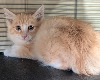 Jose, Adoptable, Young Male Domestic Medium Hair & Domestic Short Hair.