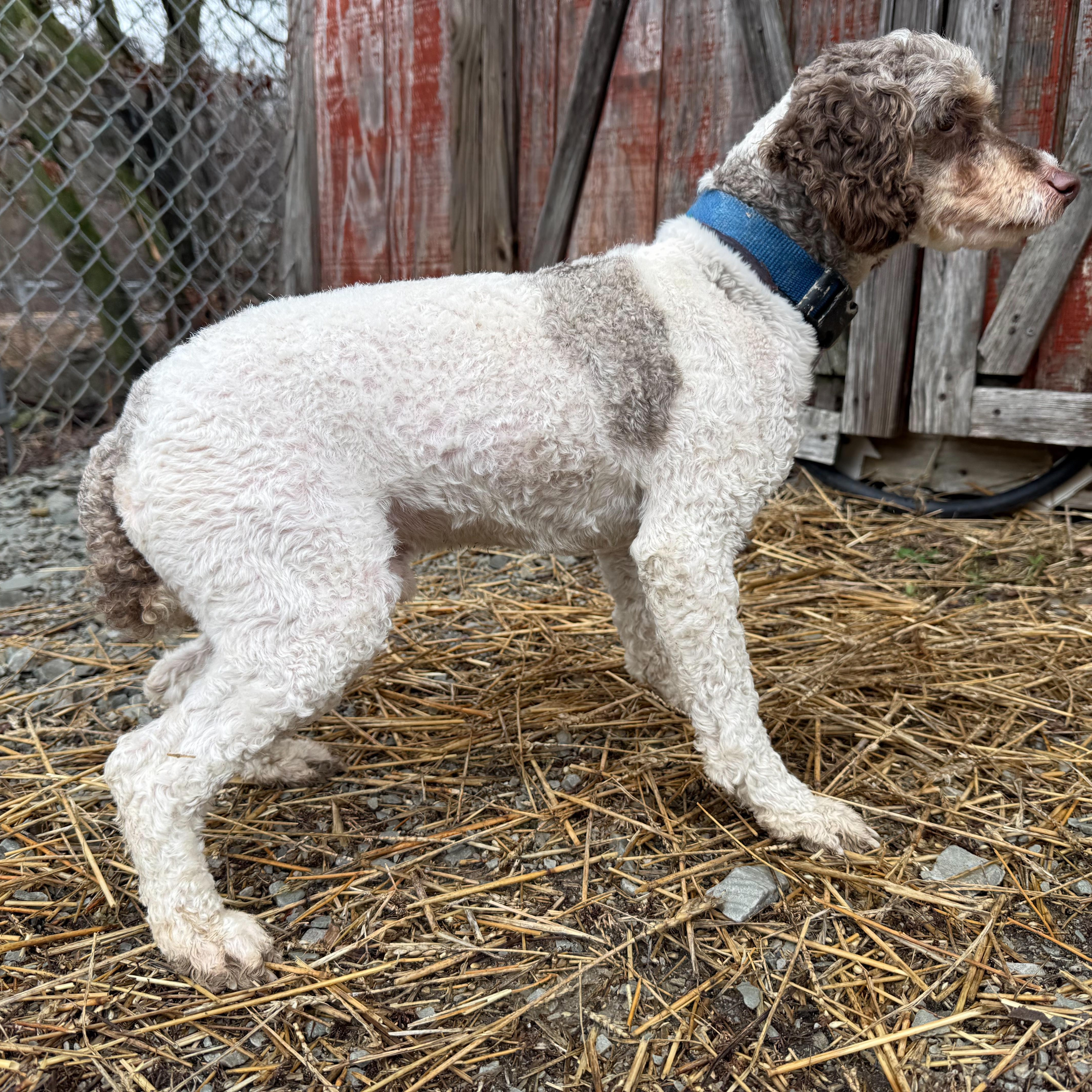 Krampus, a Adoptable mixed breed in Latrobe, PA image 2/5
