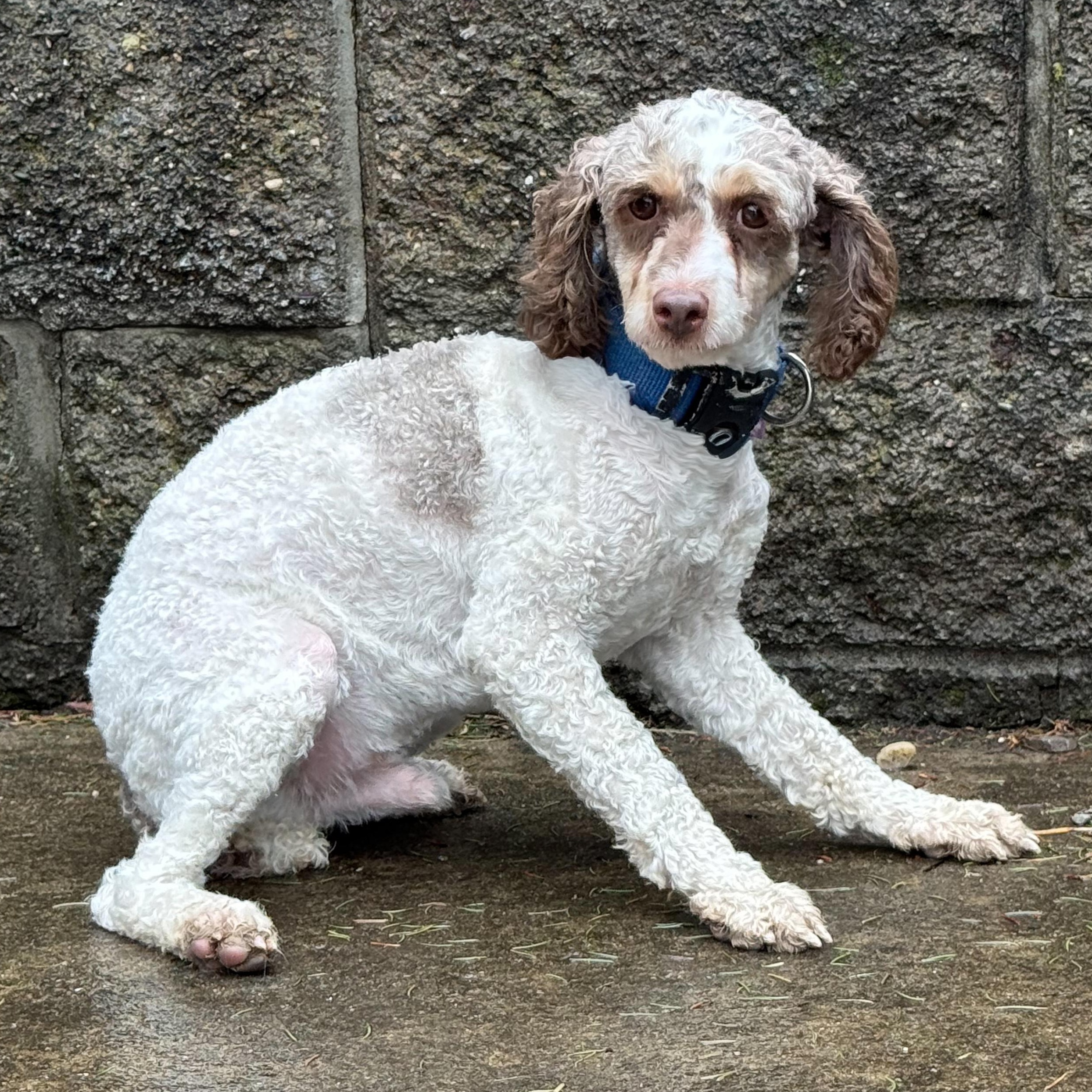 Krampus, a Adoptable mixed breed in Latrobe, PA image 4/5