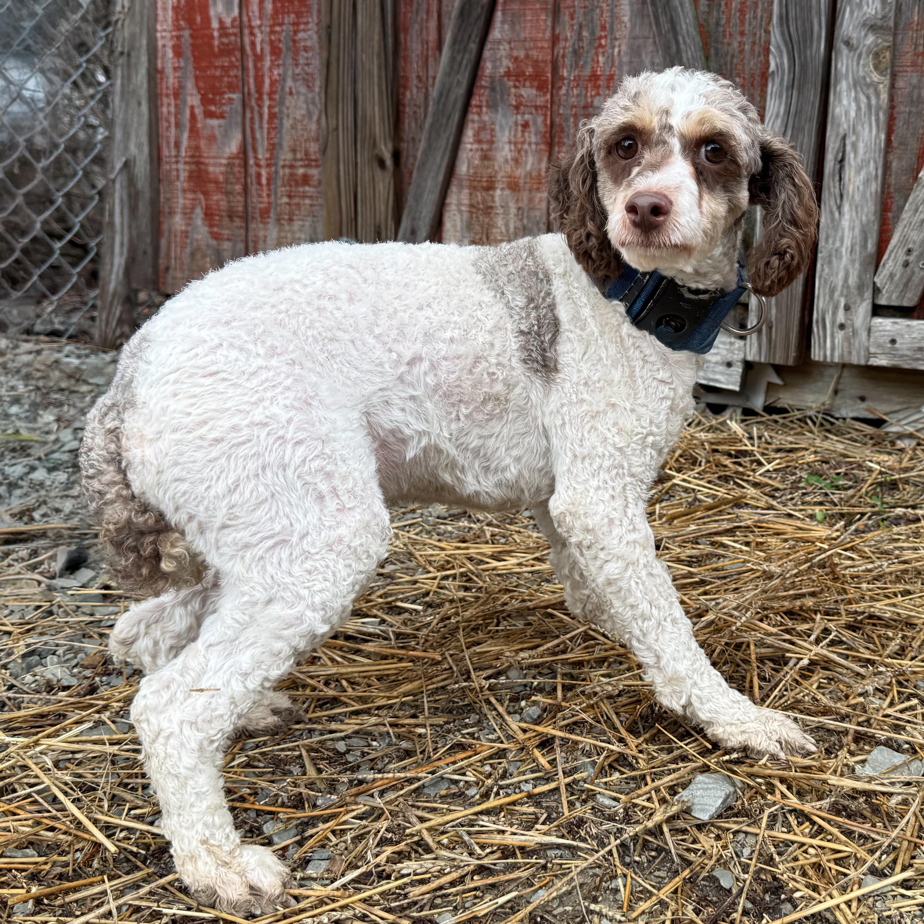 Krampus, a Adoptable mixed breed in Latrobe, PA image 1/5