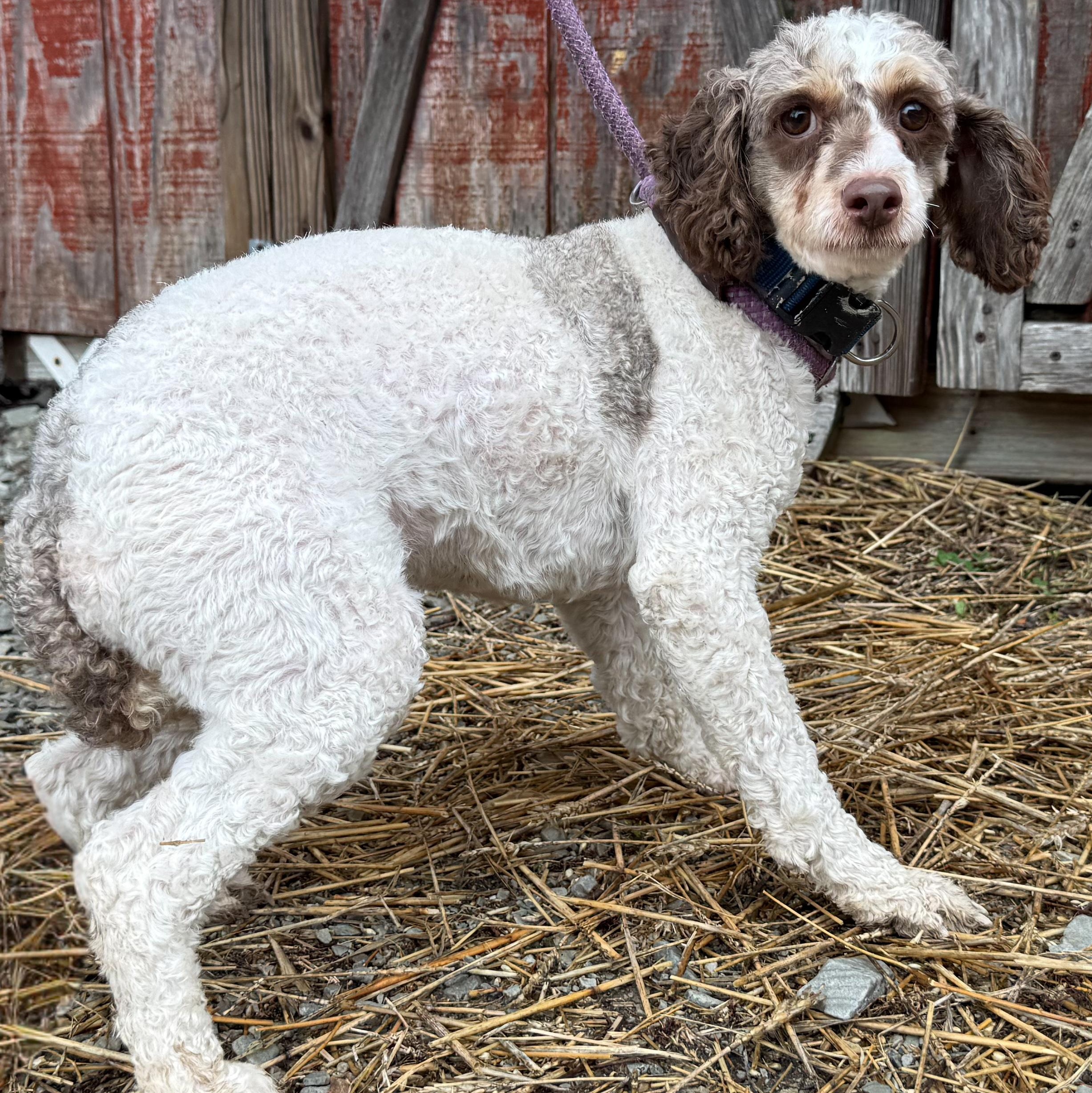 Krampus, a Adoptable mixed breed in Latrobe, PA image 5/5