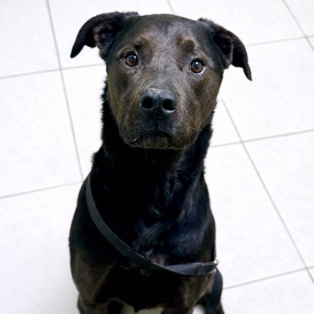 Enlarge Magnus, a ADOPTABLE mixed breed in Battle Creek, MI image 1/1