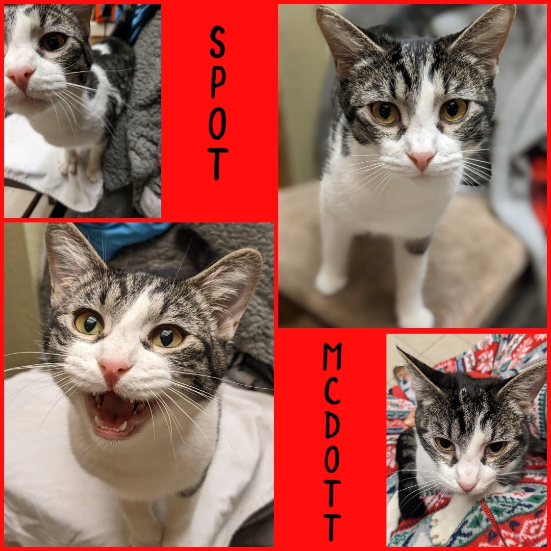 Enlarge Spot McDott, a Adoptable Domestic Short Hair in Vallejo, CA image 2/4