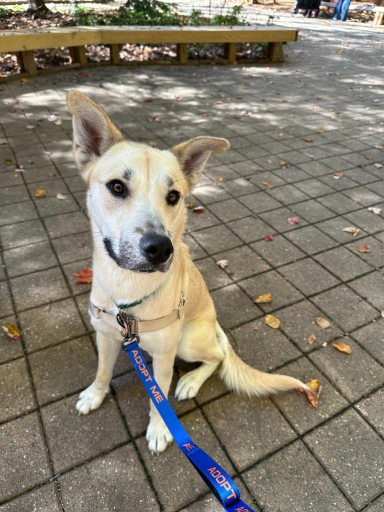 Bugsy, Adoptable, Young Female Mixed Breed.