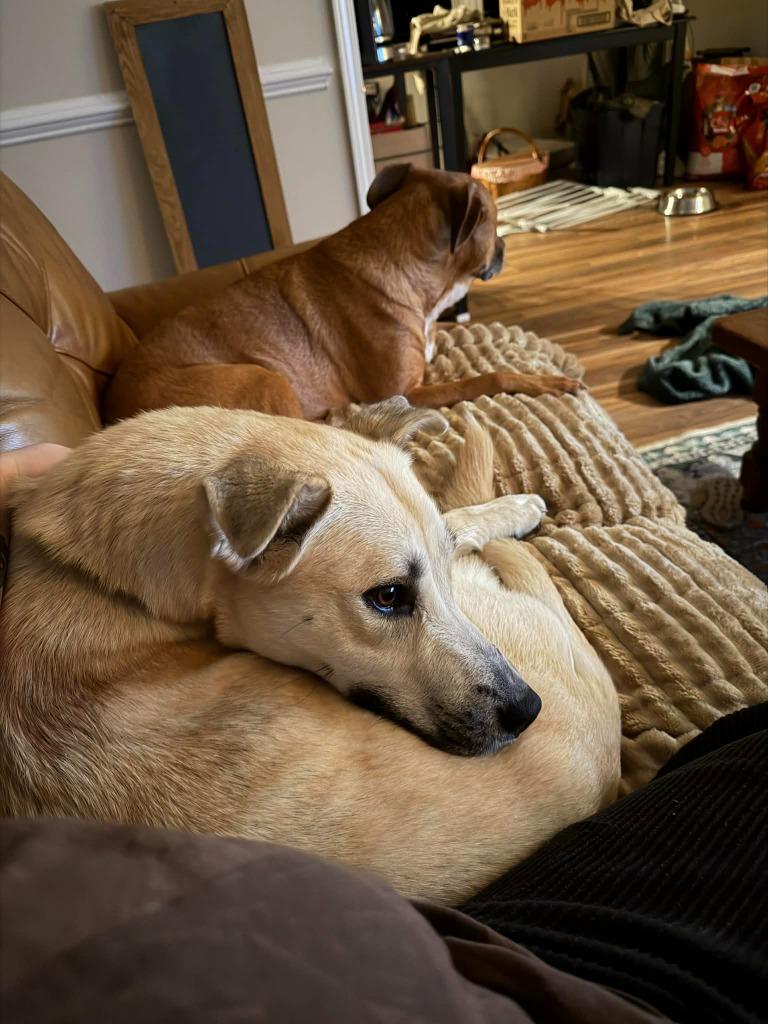 Enlarge Bugsy, a Adoptable mixed breed in Raleigh, NC image 1/6