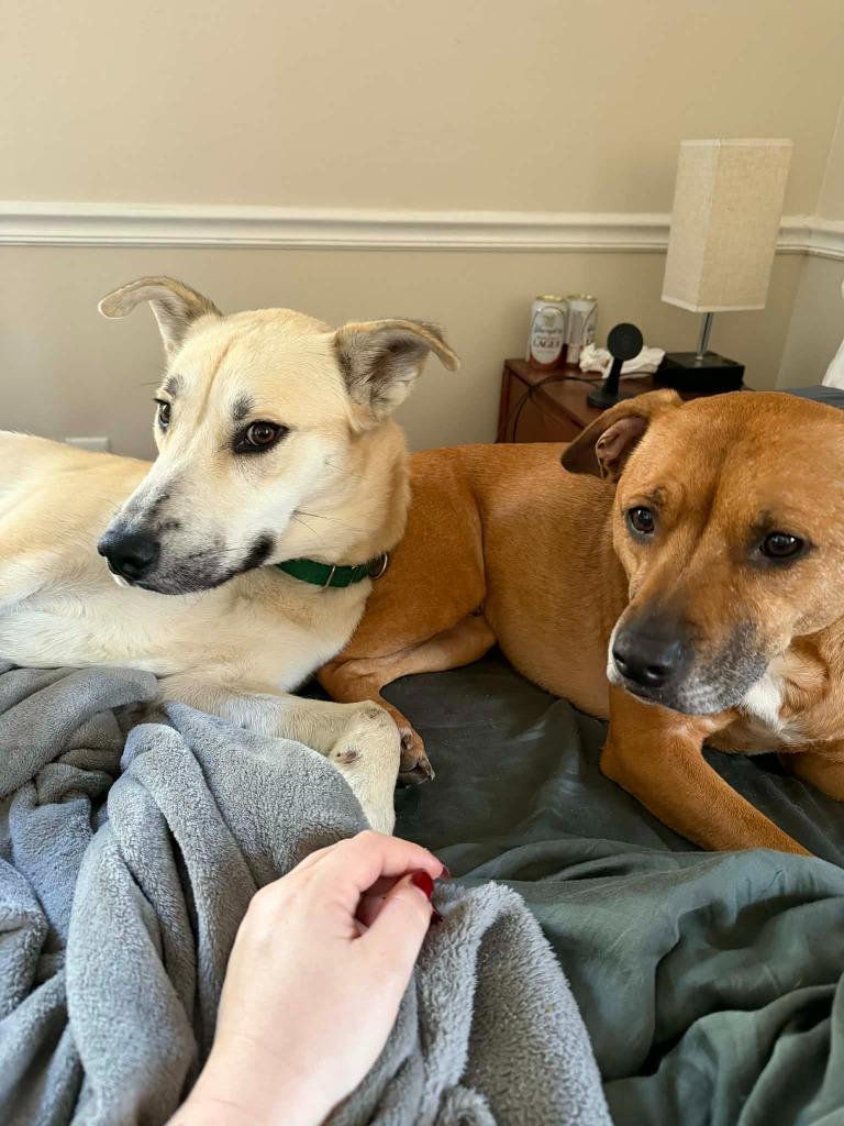 Enlarge Bugsy, a Adoptable mixed breed in Raleigh, NC image 2/6