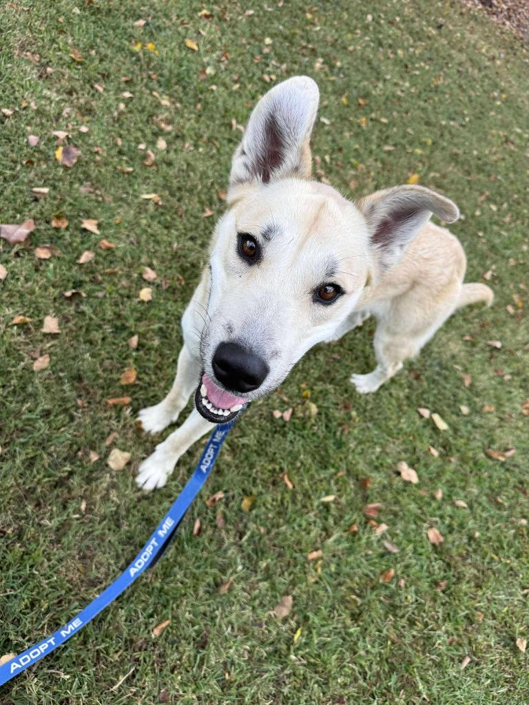 Bugsy, a Adoptable mixed breed in Raleigh, NC image 2/6