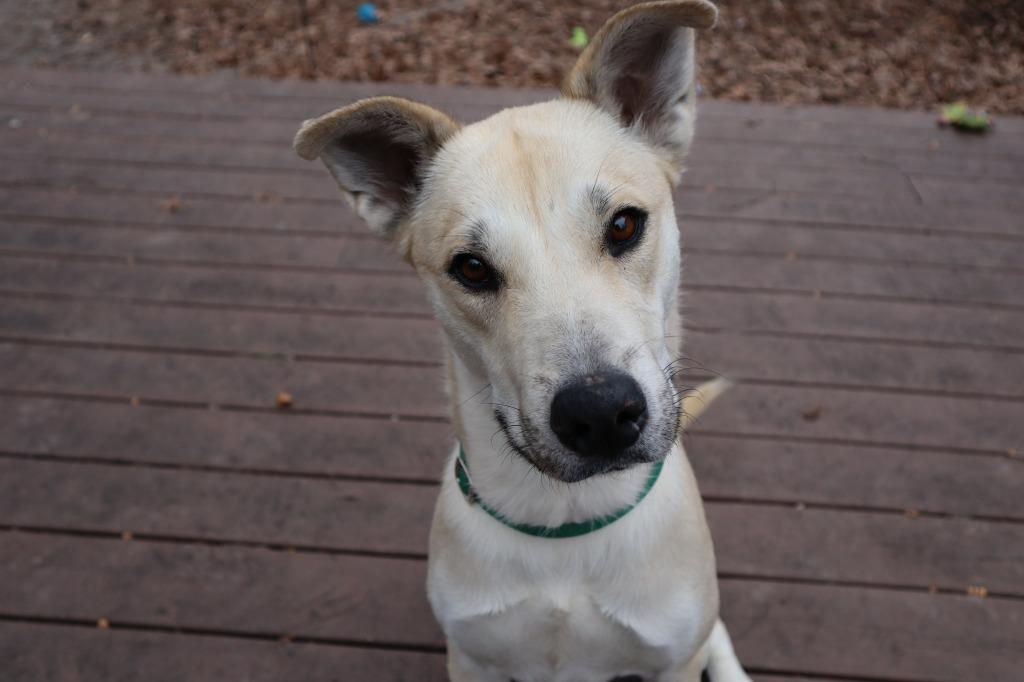 Enlarge Bugsy, a Adoptable mixed breed in Raleigh, NC image 5/6