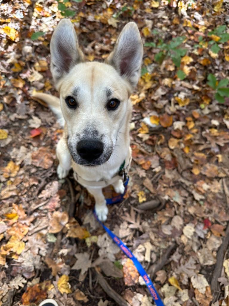 Bugsy, a Adoptable mixed breed in Raleigh, NC image 6/6