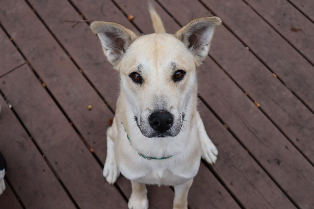 Enlarge Bugsy, a Adoptable mixed breed in Raleigh, NC image 6/6