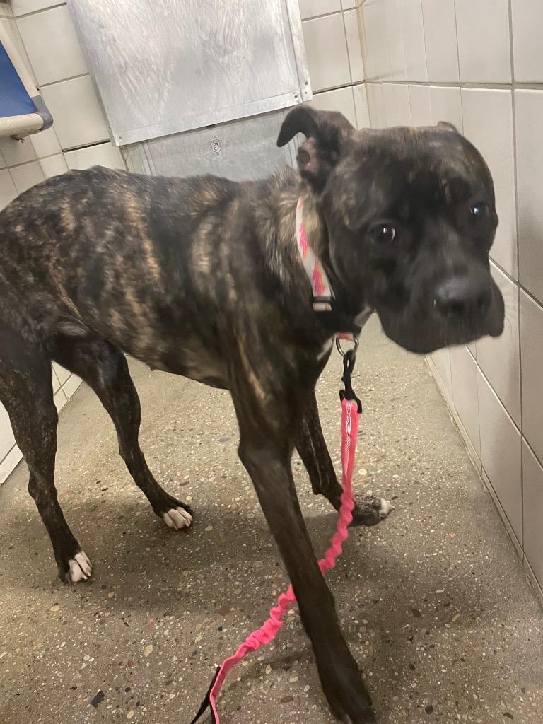 Rebel, Adoptable, Young Female Boxer & Pit Bull Terrier.